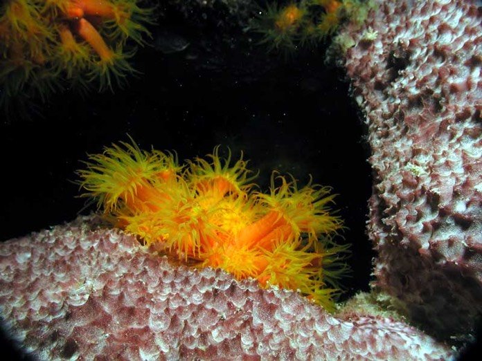 Red cup coral at night