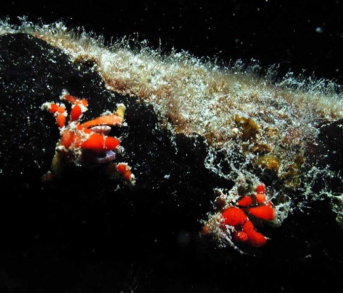 Coral Crabs at night