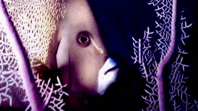 Grey Angelfish with sea fan